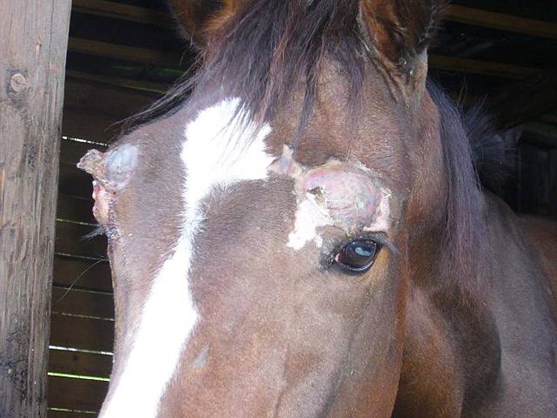 Podle Krajské veterinární správy Ústeckého kraje se chovatelka nedopustila týrání zvířat a nic nezanedbala