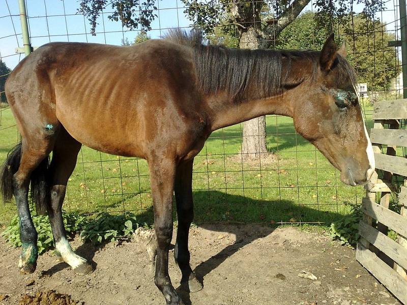 Podle Krajské veterinární správy Ústeckého kraje se chovatelka nedopustila týrání zvířat a nic nezanedbala