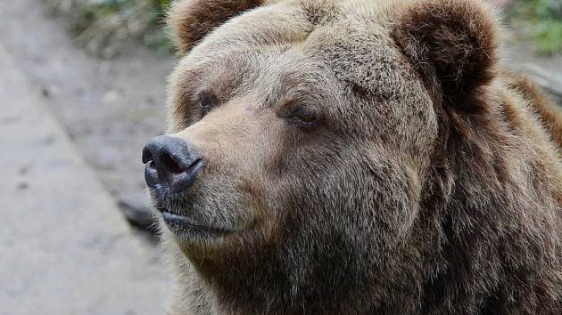 V Zoo Děčín uhynula Helga, poslední samice grizzlyho v ČR.