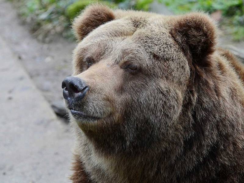 Medvědice Helga, poslední samice grizzlyho v ČR, uhynula v listopadu 2018.