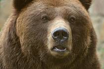 Medvěd Sigfried z děčínské zoo uhynul v květnu 2018. Ilustrační foto