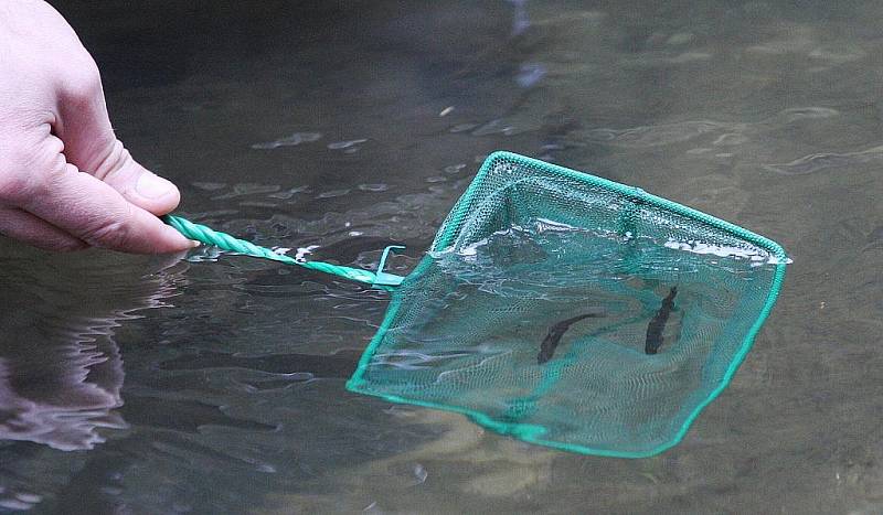 Do řeky Kamenice vypustili 10.000 lososů, pomohli i dárci.