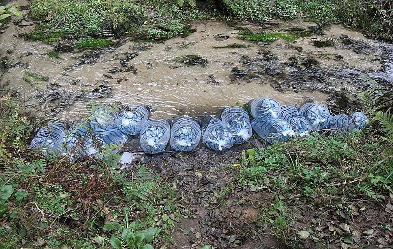 Do řeky Kamenice dnes vypustili 10.000 lososů, pomohli i dárci.