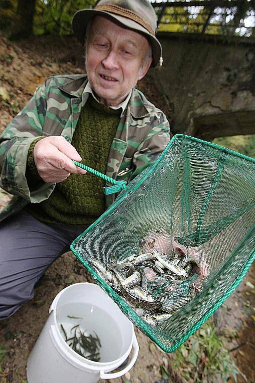 Do řeky Kamenice dnes vypustili 10.000 lososů, pomohli i dárci.