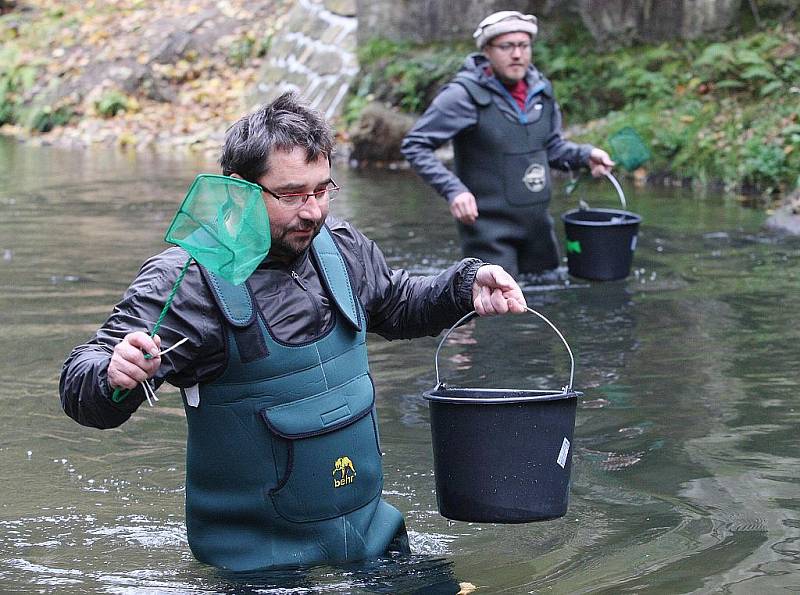 Do řeky Kamenice dnes vypustili 10.000 lososů, pomohli i dárci.