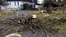 Spadlý strom na Děčínském Sněžníku. 