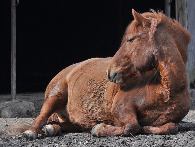 Huculský kůň je přímým potomkem divokého koně evropského – tarpana.
