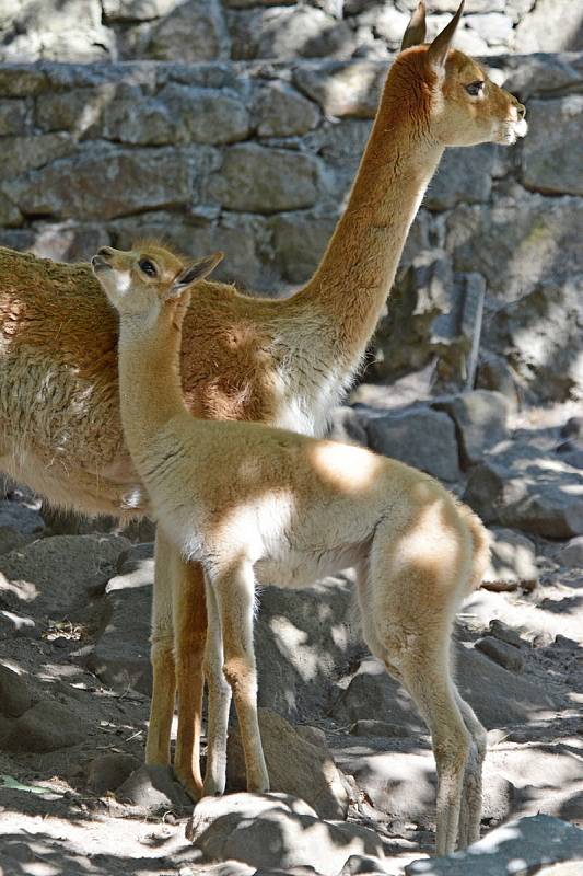 V děčínské zoo se narodilo mládě lamy vikuně.