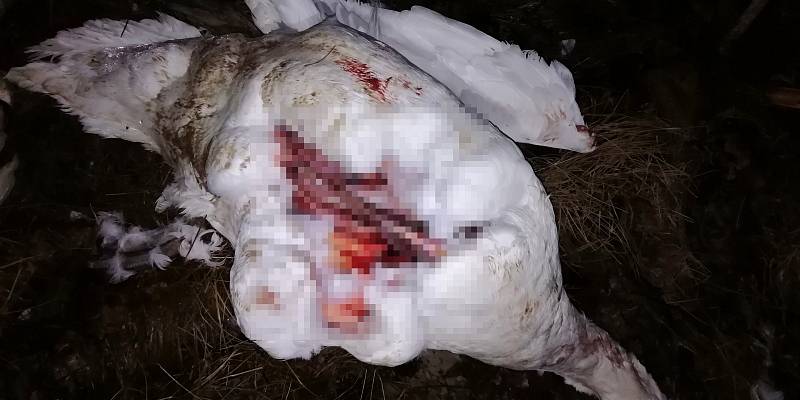 Neznámý člověk zabil u Varnsdorfu pět labutí
