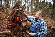 Se stahováním dřeva pomáhá na Kvádrberku v Děčíně kůň Tonda.