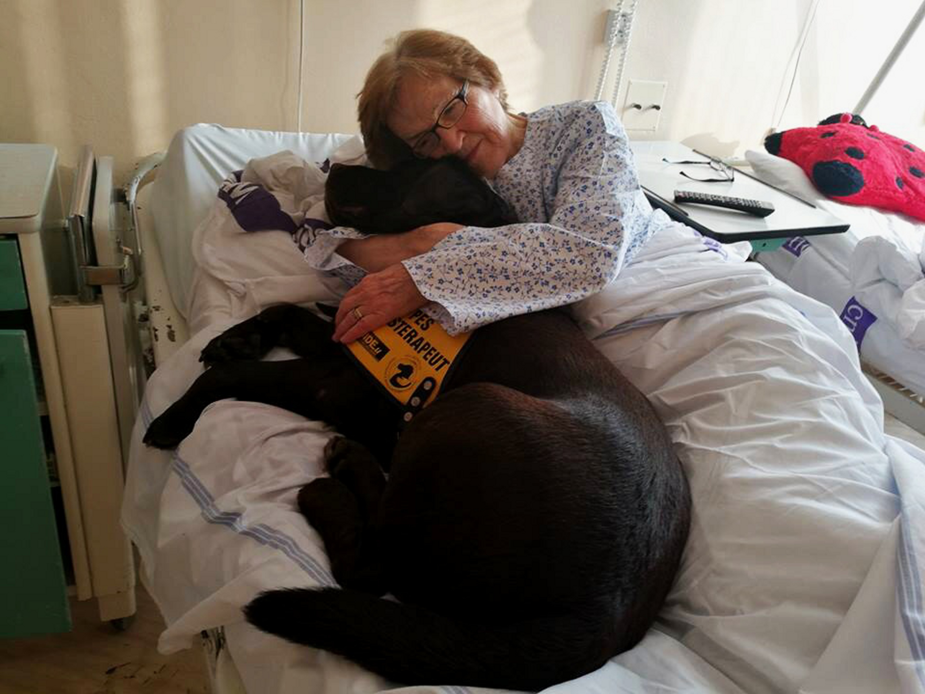 FOTO: Ronyho jako štěně vyhodili, teď pomáhá nemocným lidem - Děčínský deník