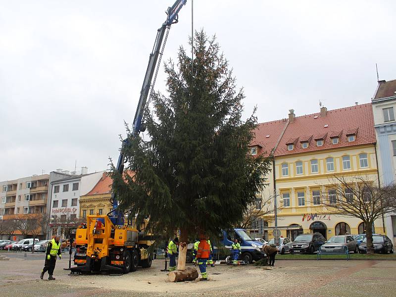 V pátek přivezli vánoční strom na Masarykovo náměstí v Děčíně.