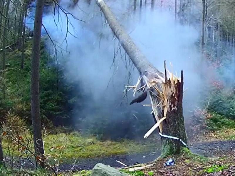 V Českém Švýcarsku zkouší experimentální těžbu stromů pomocí výbušnin.