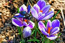 Drvodělka fialová patří mezi největší samotářské včely v Česku. Úplně největší je drvodělka velká