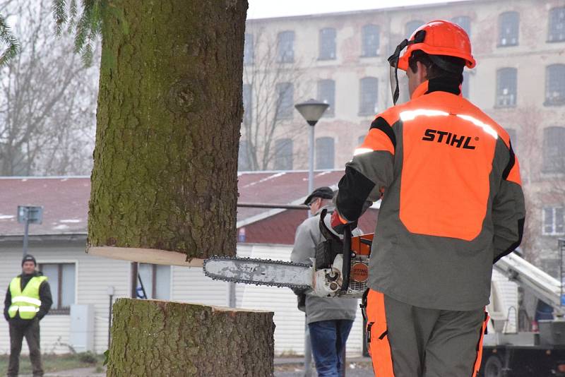 Vánoční strom zdobí od čtvrtka Lužické náměstí v Rumburku.