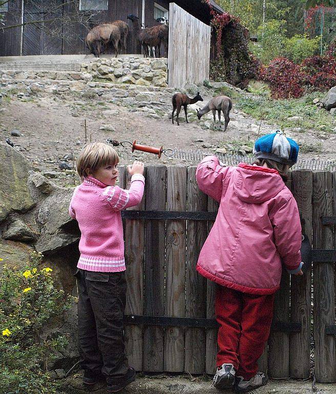 V zoo pokřtili mládě lamy krotké