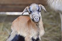 Samička ovce kamerunské dostala jméno Valentýnka.