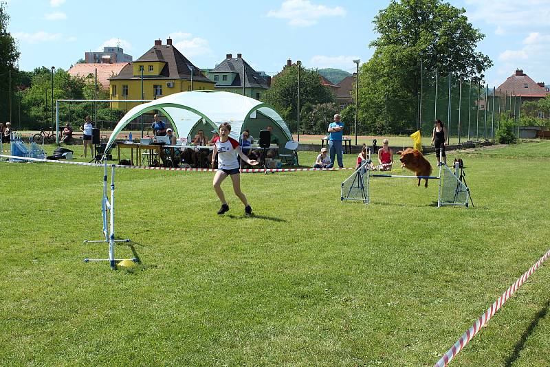 Psí závodníci se utkali v agility