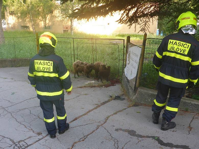 Stádo ovcí vyjeli chytat hasiči a policisté do Jílového.