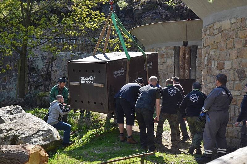 Do děčínské zoo přivezli medvěda kamčatského Bruna.