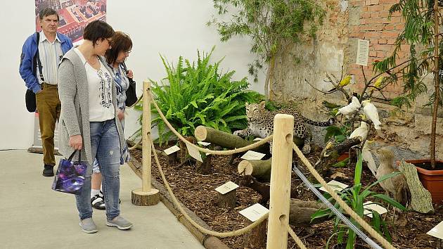 Vernisáž výstavy 70 let Zoo Děčín v Centru Pivovar.