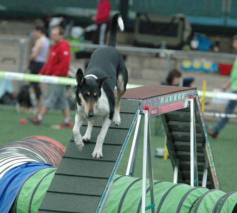 AGILITY - Městský stadion v Děčíně, 2015.