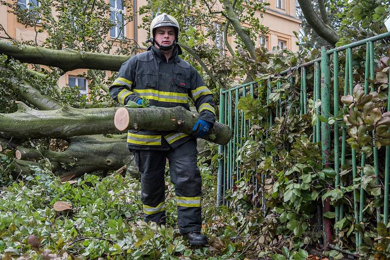 Řádění vichřice ve Varnsdorfu nevydržel 200 let starý buk.