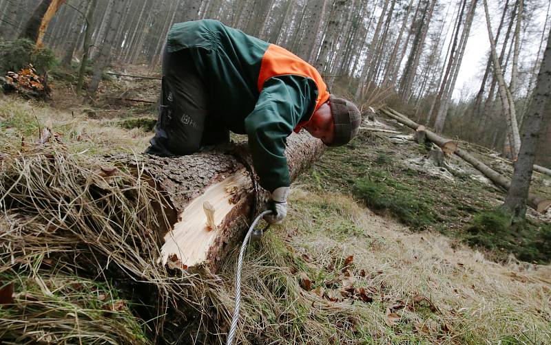 V Českém Švýcarsku padne 15 tisíc mrtvých stromů.