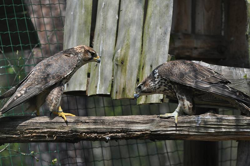 Odborníci pomohli rarohům v zoo umělým oplodněním.