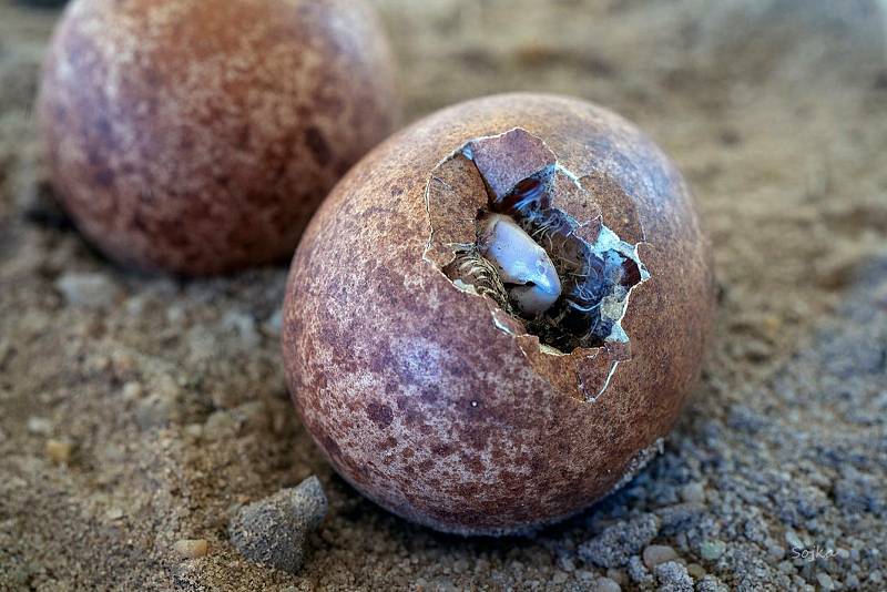 V Labských pískovcích mají za sebou další úspěšnou sezónu odchovu vzácných ptáků.