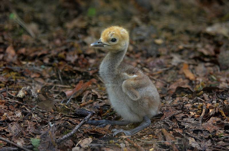 Mládě jeřába panenského v děčínské zoo.