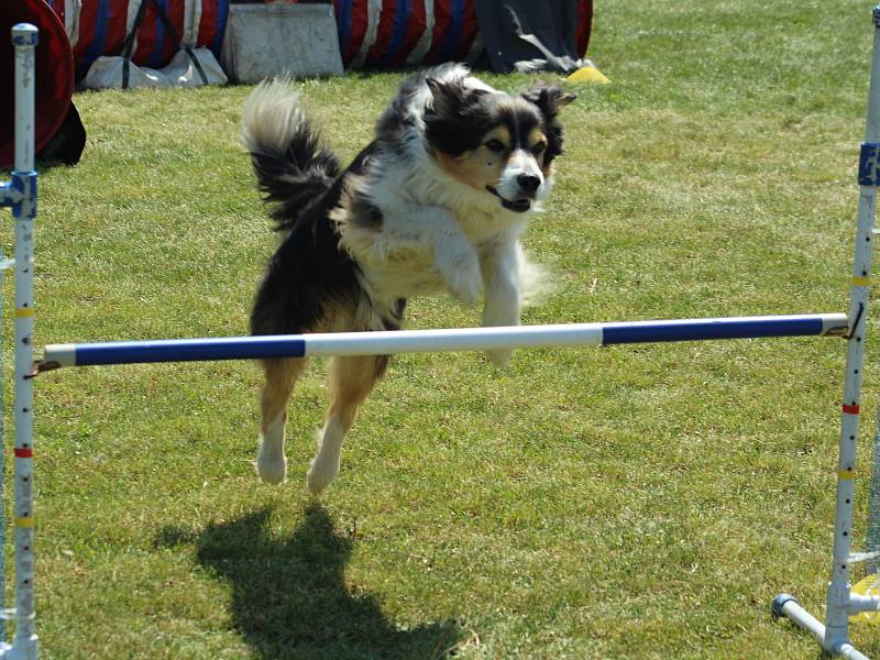 Psí závodníci se utkali v agility