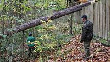V zoo likvidovali v pondělí následky vichřice. Bylo nutné odstranit spadlé stromy a větve.