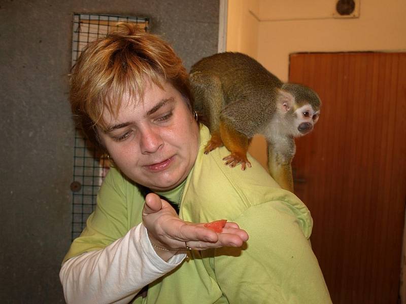 Redaktorka Děčínského deníku Ilona Rosenkrancová se na jednu hodinu stala ošetřovatelkou malých opiček v děčínské zoo