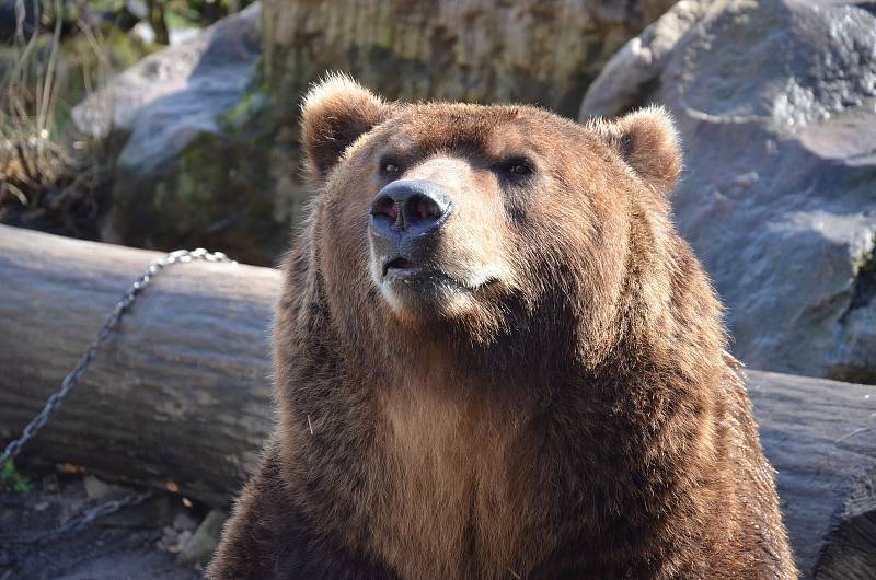 V děčínské zoologické zahradě zahájili 73. návštěvnickou sezónu.