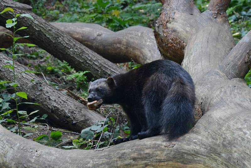 Děčínská zoo poděkovala adoptivním rodičům chovaných zvířat