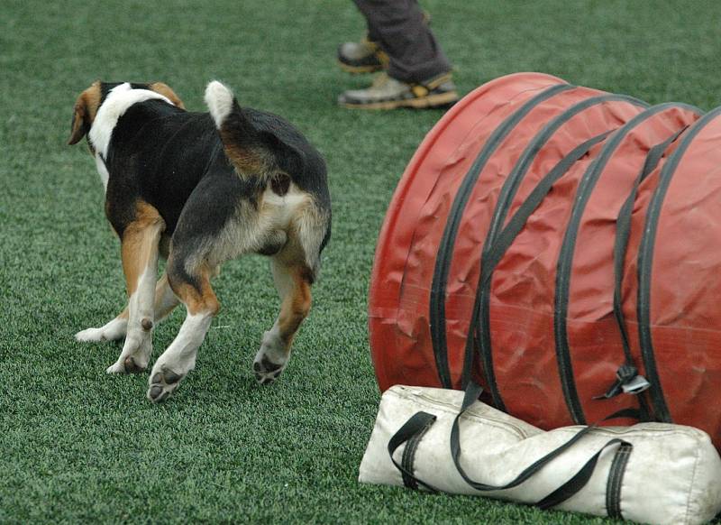 AGILITY - Městský stadion v Děčíně, 2015.