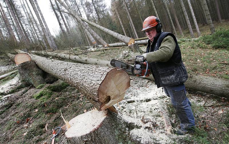 V Českém Švýcarsku padne 15 tisíc mrtvých stromů.