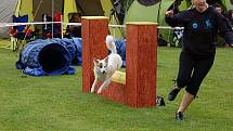 Dvoudenní psí závody agility Borec severu 2012 v Mikulášovicích.