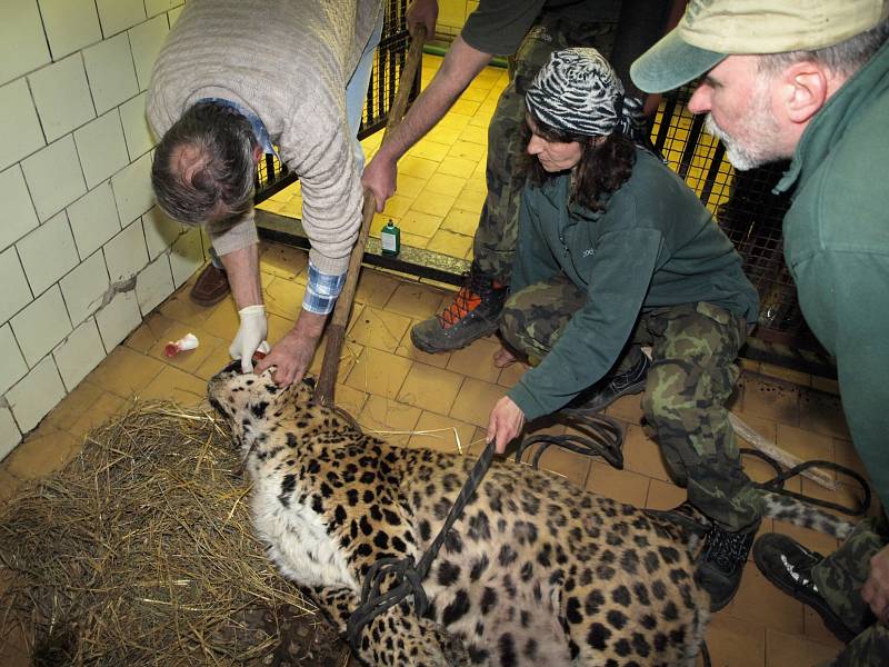 Nemocný levhart: v děčínské zoo musel pomoci veterinář.