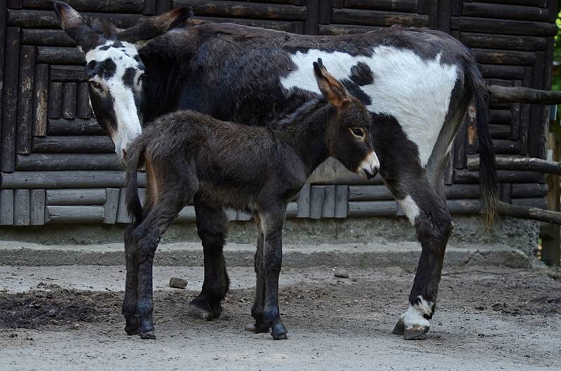 V zoo se radují z narozeného oslíka.