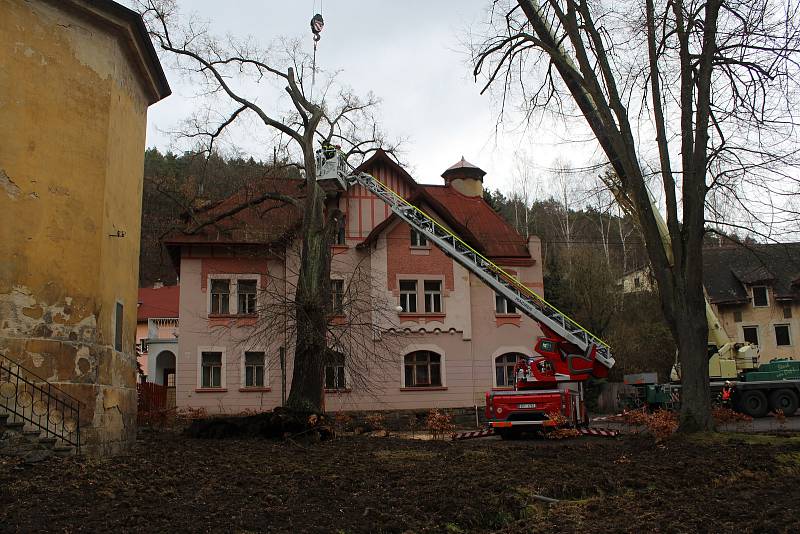 Třicetimetrovou lípu, která se v Bělé opřela o dům, hasiči rozřezali.