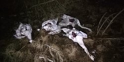 Neznámý člověk zabil u Varnsdorfu pět labutí