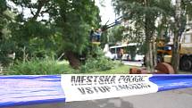 Vzácný strom v centru Děčína padl.