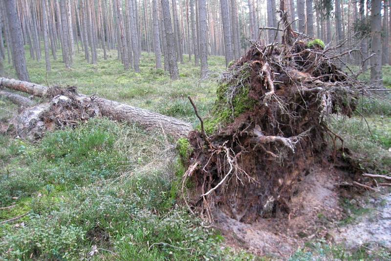 Houbařské úlovky.