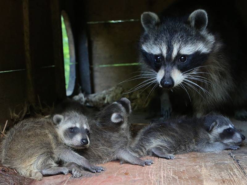 Zoo Děčín hlásí přírůstek v expozici mývalů severních. 