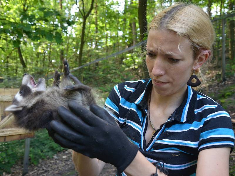 Zoo Děčín zkoumala pohlaví mývalí rodinky, která se letos narodila.