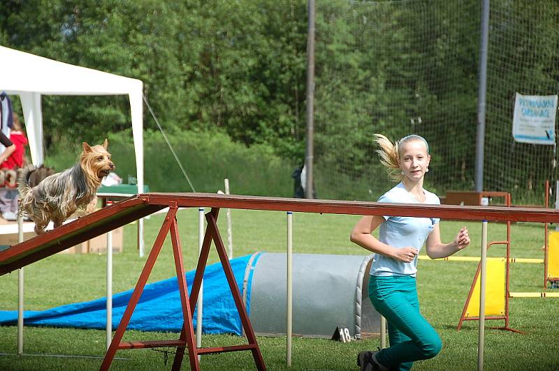 Dvoudenní psí závody agility Borec severu 2012 v Mikulášovicích.