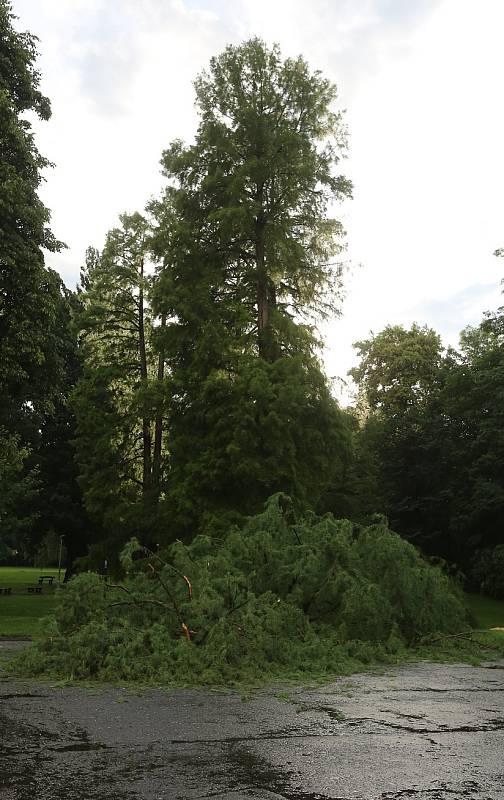 Poražený strom na Mariánské louce.