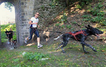 Přípravy na Mistrovství Evropy  v canicrossu a bikejöringu vrcholí